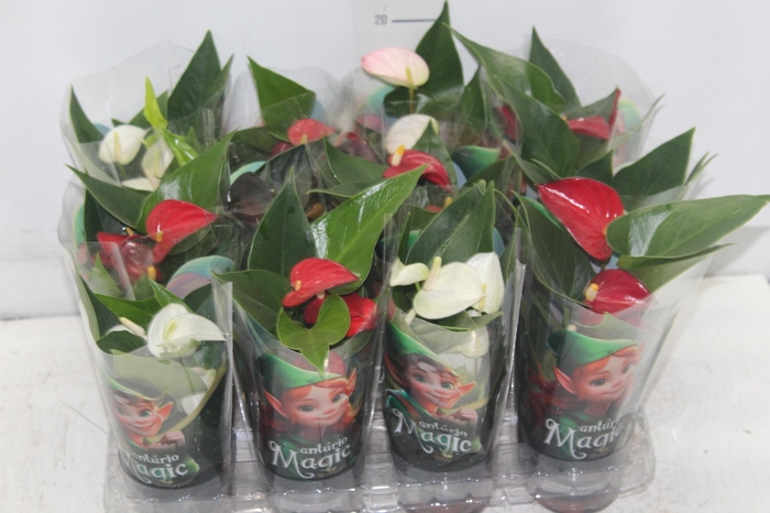 <h4>ANTHURIUM VARIADO P06</h4>