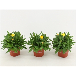 Bracteantha Dreamtime / strobloem Yellow