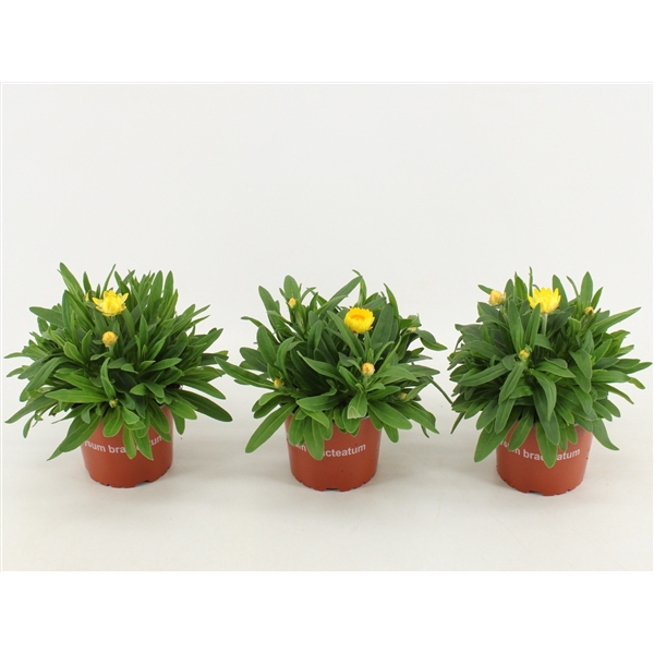 <h4>Bracteantha Dreamtime / strobloem Yellow</h4>