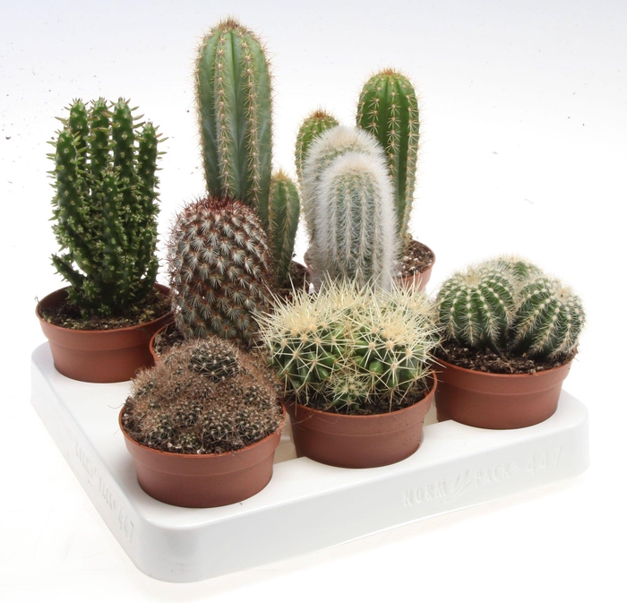 <h4>Cactus mix</h4>