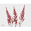 Astilbe Fanal Red