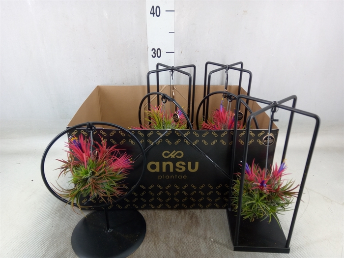 <h4>Tillandsia</h4>