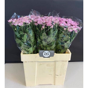 CHR TR BALLERINAS PINK 50 GR.