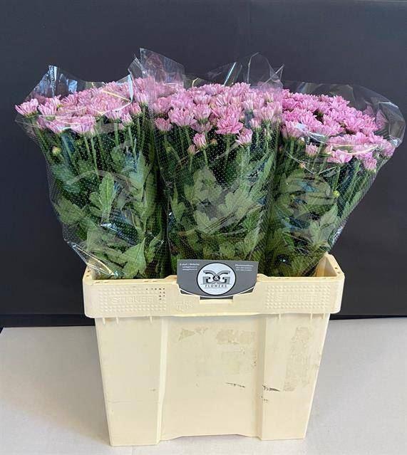 <h4>CHR TR BALLERINAS PINK 50 GR.</h4>