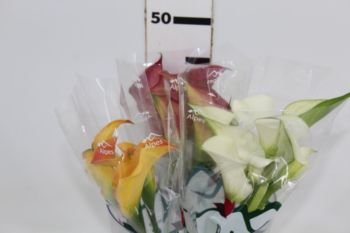 <h4>CALLAS EXOTIC VARIADA 040 CM</h4>