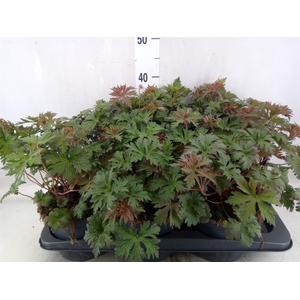 Geranium   ...