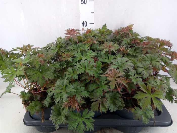 <h4>Geranium   ...</h4>