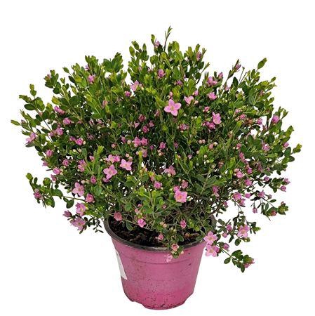 <h4>Boronia Crenulata Bush</h4>