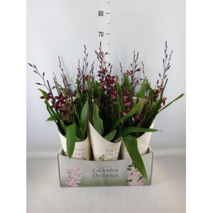 Burrageara  'Barrocco Red'