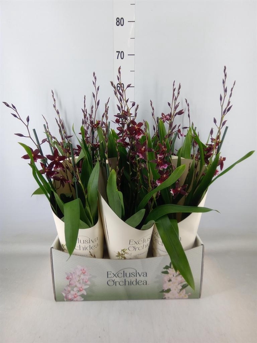 <h4>Burrageara  'Barrocco Red'</h4>