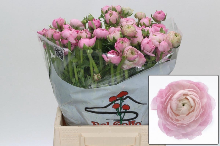 <h4>RAN EL PINK</h4>