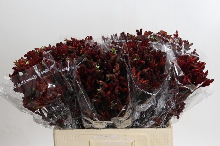 <h4>ANIGOZ EARLY SPRING</h4>