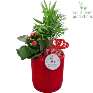 CE001 Amy Red VM