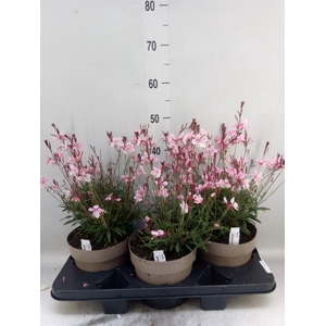 Gaura lindheimeri 'Gaudi Rose'