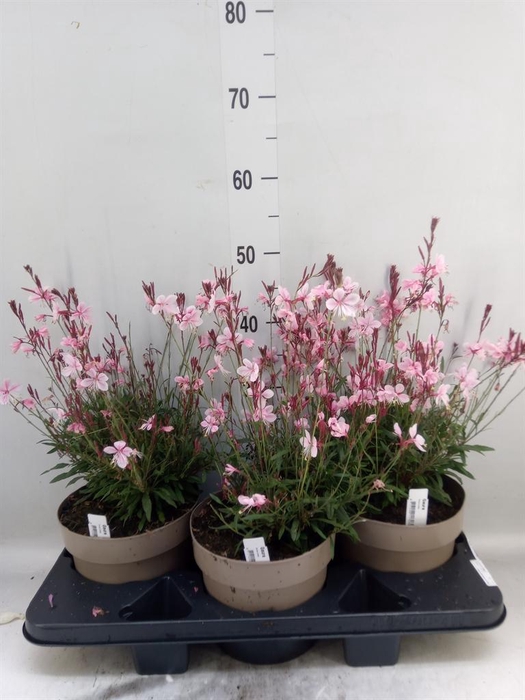 <h4>Gaura lindheimeri 'Gaudi Rose'</h4>