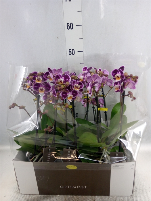 Phalaenopsis multi. 'Bubbles'