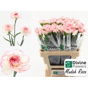 Dianthus ST 'Mudah Rosa'