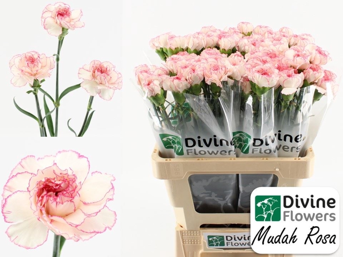 <h4>Dianthus ST 'Mudah Rosa'</h4>
