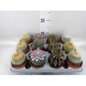 Cactus   ...flowering mix