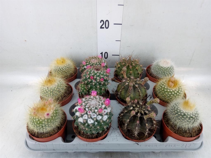 <h4>Cactus   ...flowering mix</h4>