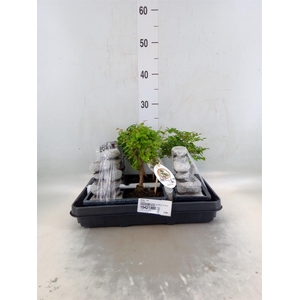 Bonsai   ...mix