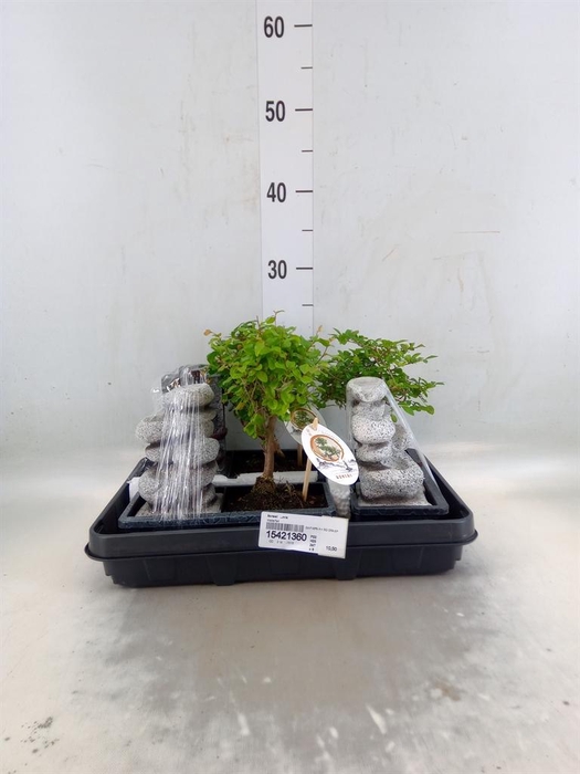 <h4>Bonsai   ...mix</h4>