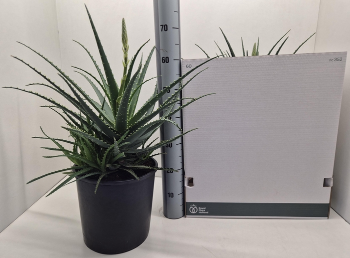 <h4>ALOE ARBORESCENS</h4>