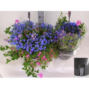 HANGING BASKETS