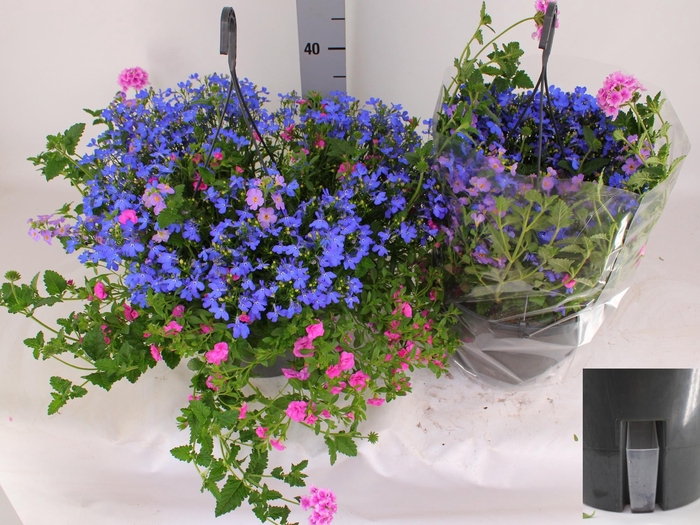 <h4>HANGING BASKETS</h4>
