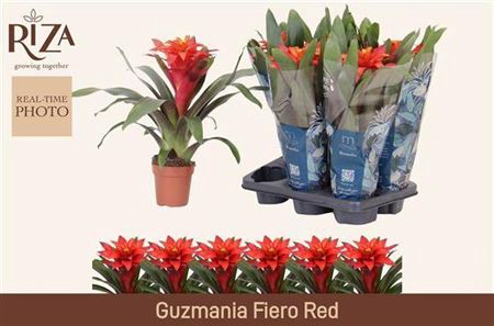 Guzm Fiero Red