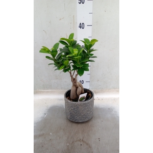Ficus microcarpa 'Ginseng'