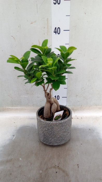 <h4>Ficus microcarpa 'Ginseng'</h4>