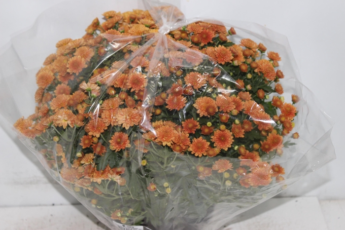 <h4>CRISANTEMO BOLA BELGA JASODA C18 BRONZE</h4>