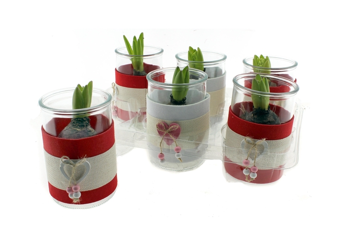 <h4>ARR HYACINTH</h4>