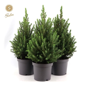 Picea gl. 'December'® P19 40/50