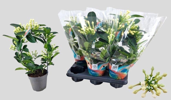 <h4>STEPH FL OV</h4>