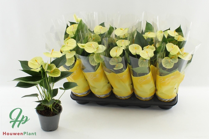 <h4>ANTHU AN VANILLA</h4>