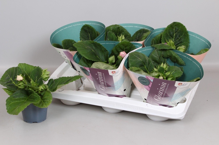 <h4>Sinningia gemengd</h4>