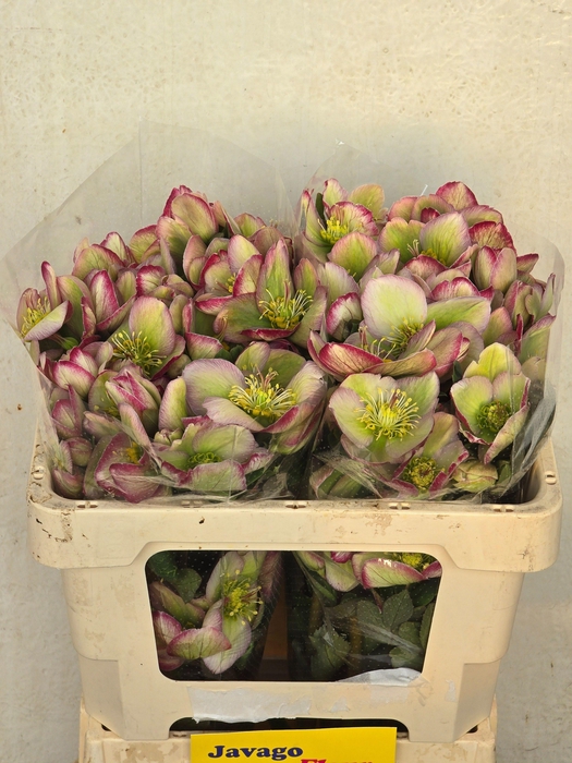 <h4>HELL FRK GLENDA GLOS</h4>