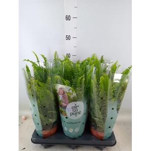 Nephrolepis exal. 'Green Lady'