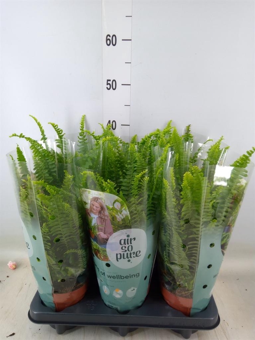 <h4>Nephrolepis exal. 'Green Lady'</h4>