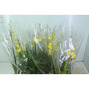ONCIDIUM ALOHA P15