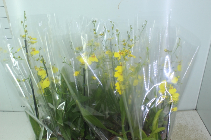 <h4>ONCIDIUM ALOHA P15</h4>