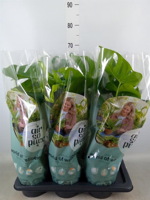 <h4>Monstera delic.</h4>