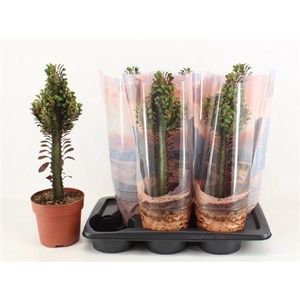 Euphorbia trigona 'Rubra'