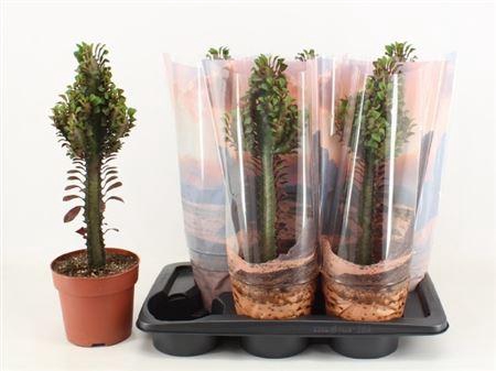 <h4>Euphorbia trigona 'Rubra'</h4>