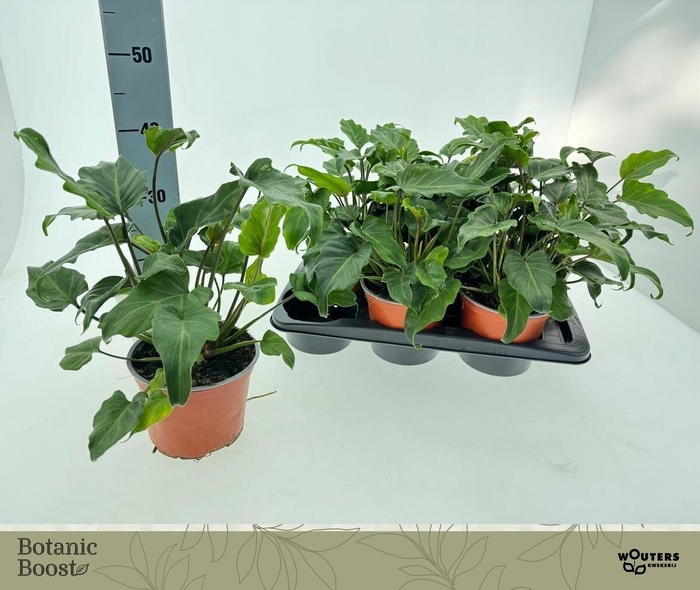 <h4>PHIL GREEN BEAUTY</h4>