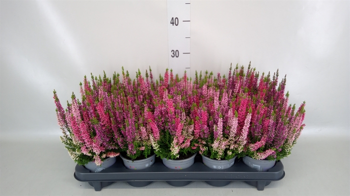 <h4>Calluna vulg. 'Beauty L WB Wonder'</h4>