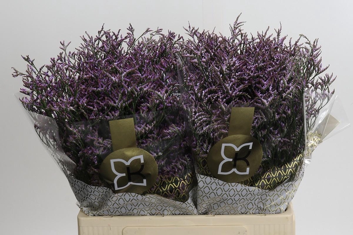 <h4>Limonium sinensis Clear Diamond</h4>