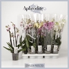 PHAL GEM